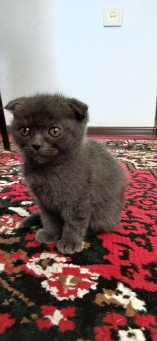 Британские скотш фолд