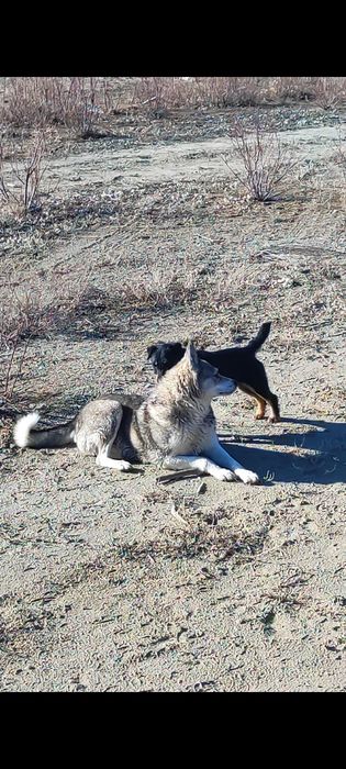 Лайка Западна сибирская