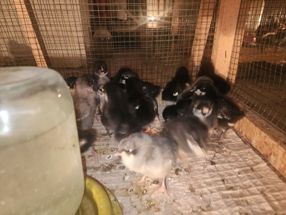 AVSTRALORP VA SENDI ZOTI Qoshilgan JOJALAR Gibrid Австрлалорп ва сенди