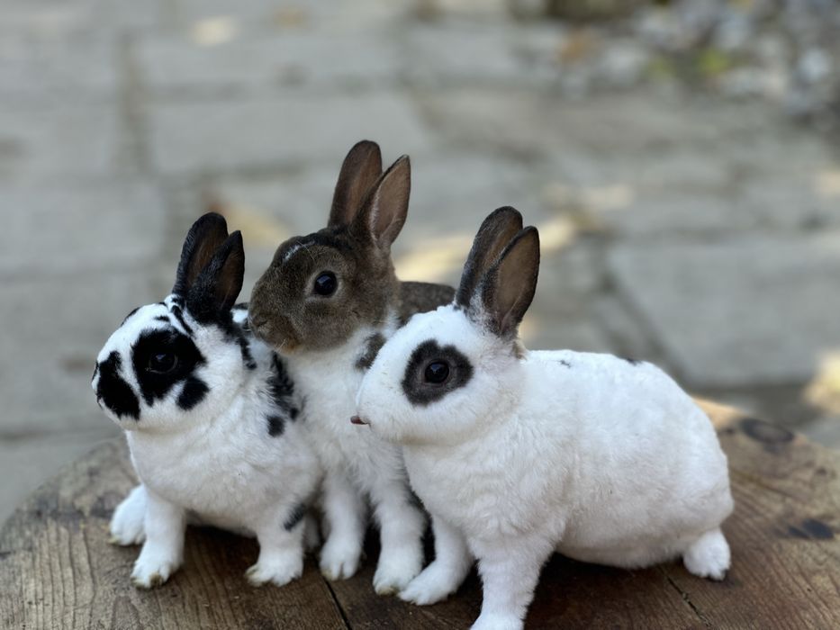 Masculi din rasa Rex Pitic!