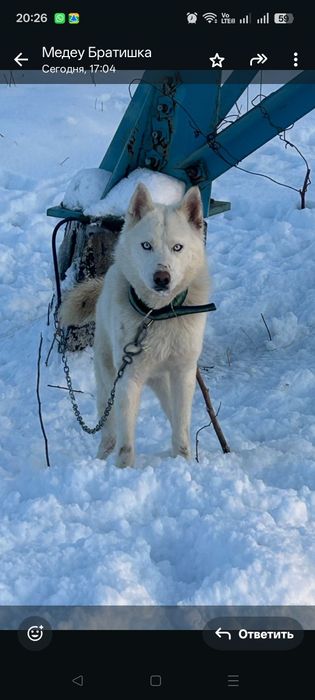 Чистокровный хаски