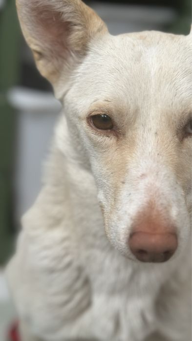 Бэлла ищет себе хозяина