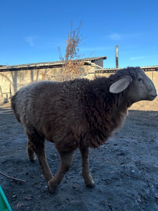 Тоқты  сатылады.