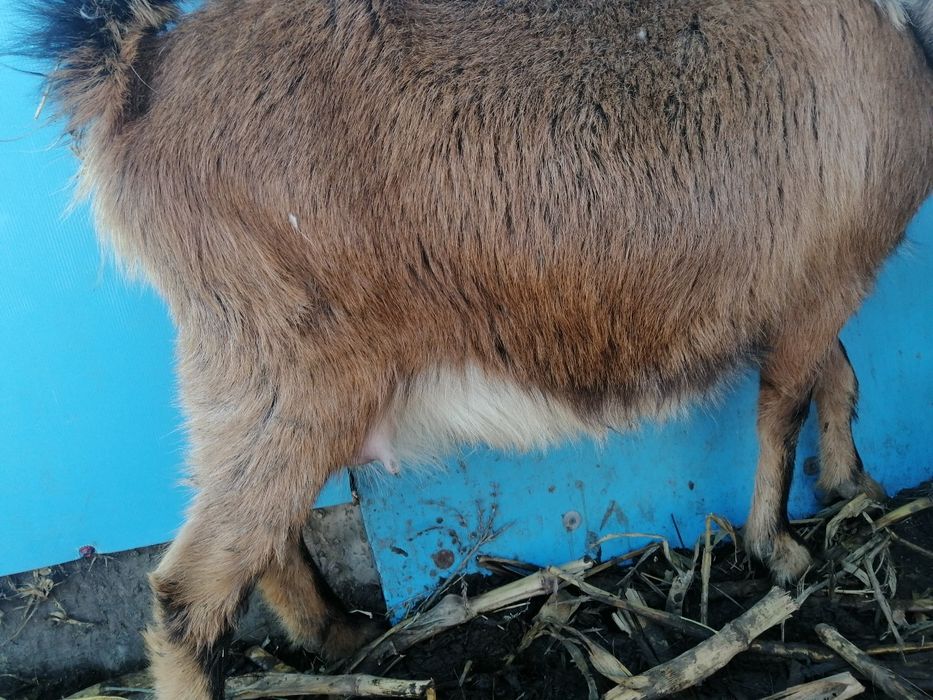 Vând 2 capre bune de lapte preț 2000 bucata