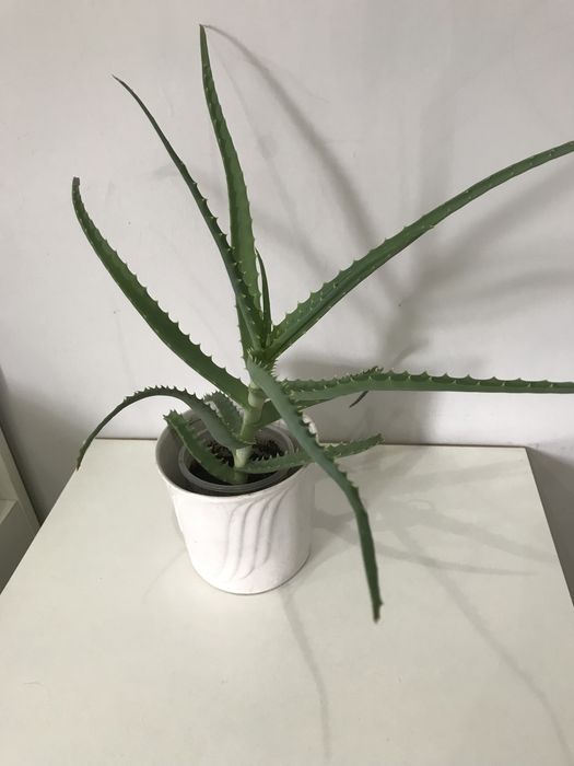 Продам комнатные цветы