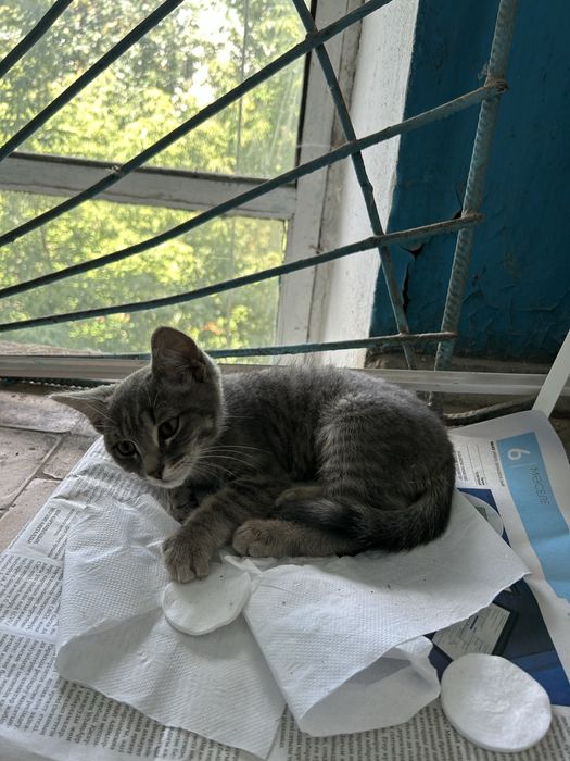отдам котёнка-мальчика в добрые ручки