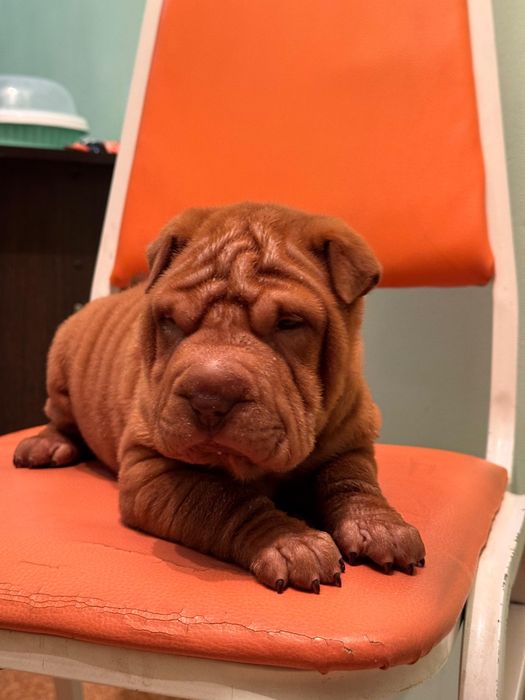 Продам щенка шарпея