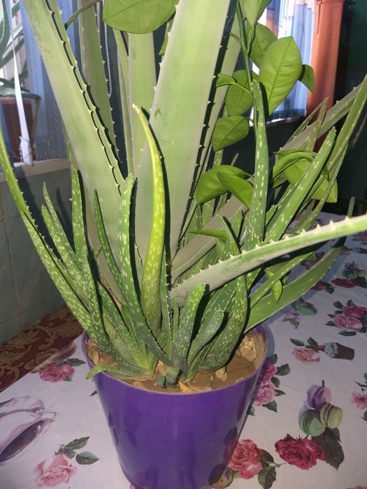 Алоэ    лечебные