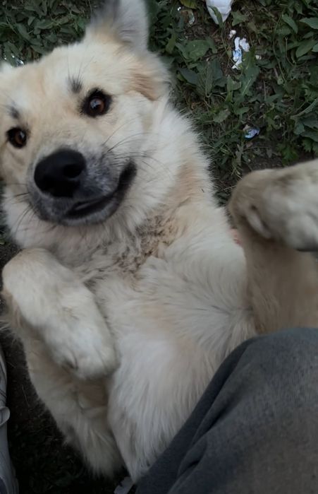 ИЩУ ДОМ для прекрасной собаки