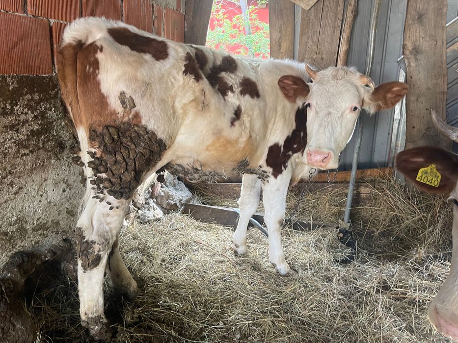 Vaca de vânzare