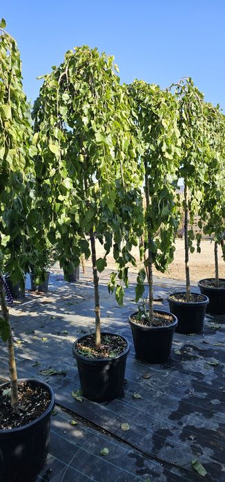 Dud Pendul altoit - Morus alba pendula
-9%