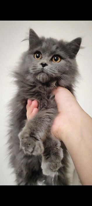 Skottish strayt mushukchalari