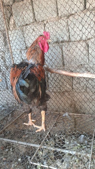 Xõroz Sotiladi Damshni Kilosi 3500