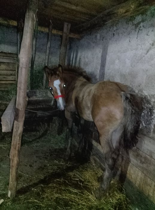 Mânz de 3 luni jumate de vânzare