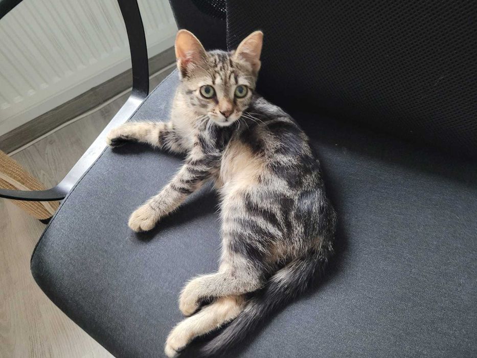 pisică Mix bengal charcoal - Adoptie