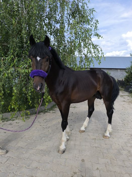 Англо арабский жеребец