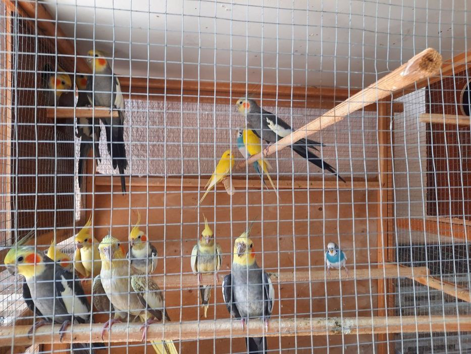 Karella va pushistik qushlar