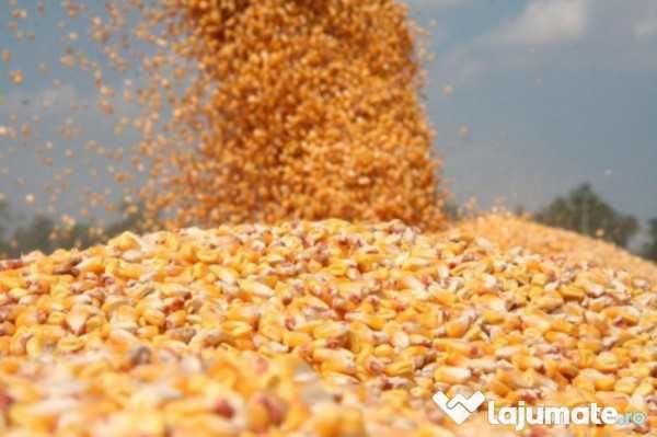 Porumb Boabe - Calitate F. Buna
