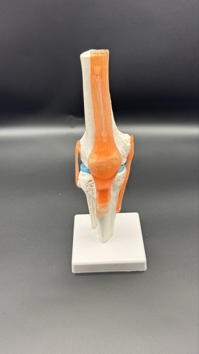 Макет коленного кости и сустава.Тизза суяк ва бўғин муляжи.
