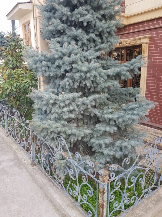 Голубая ель  (Golubaya yel) арча