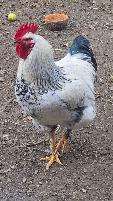 Vând cocoș din 2026