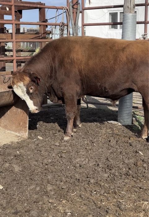 Мощный бык 2 года производитель