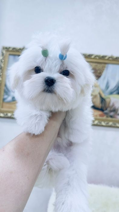 Мальтезе девочка мини