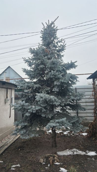 Продаётся ёлка срочно