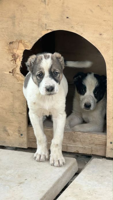 Алабай щенок супер тяж 1 месяц