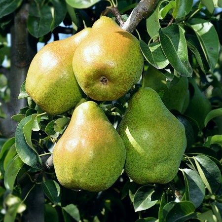 Par (Soiul Novembra )