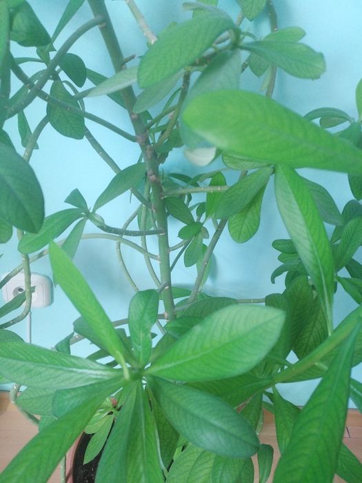 Цветок комнатный.