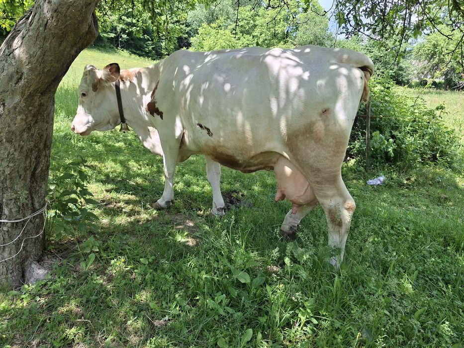 Vând vaca de taiat