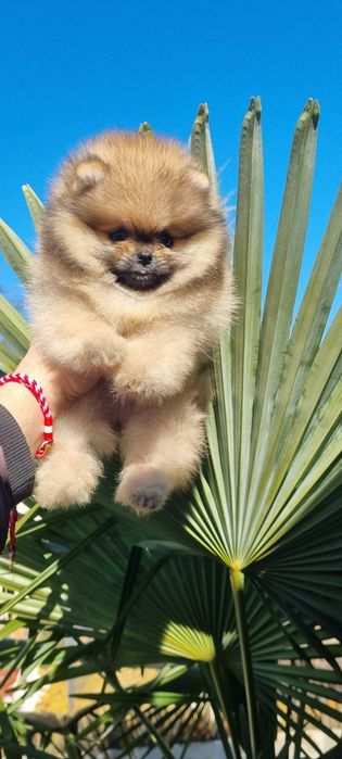 Померан померанче