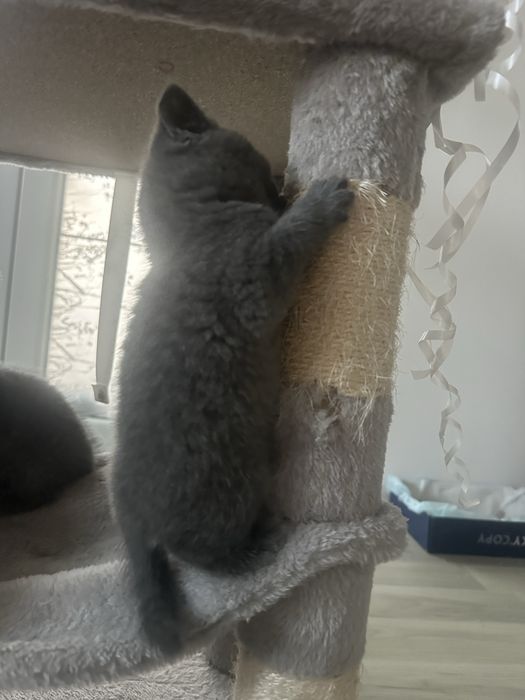 British Shorthair de vânzare – 5 ghemotoace de fericire caută personal!