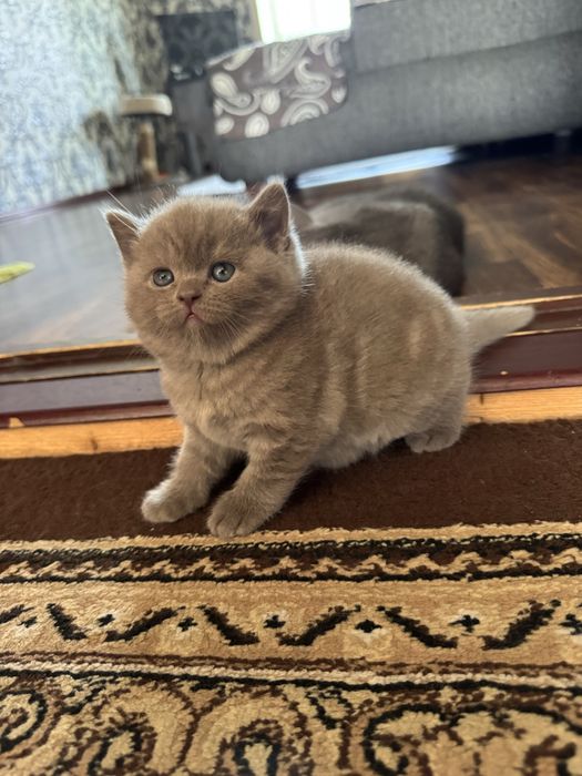 Продается котенок скоттиш страйт девочка