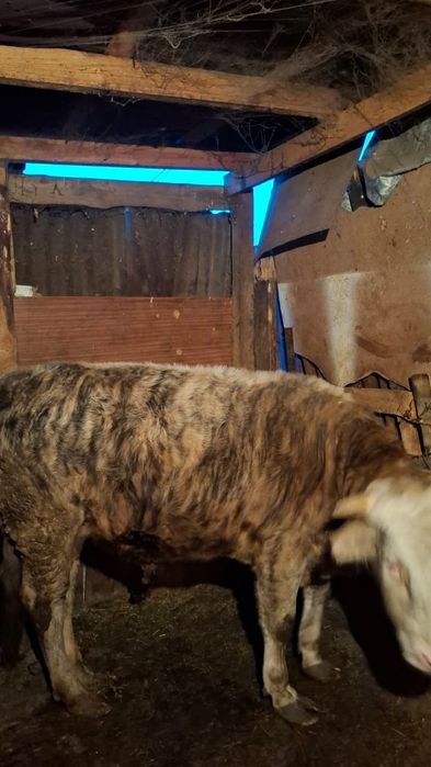 Продам бычок 2 годика