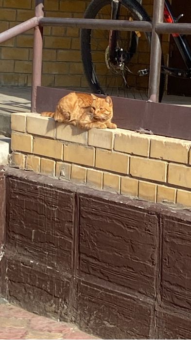 Отдам даром кота