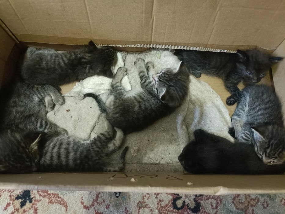 Отдаём котят бесплатно