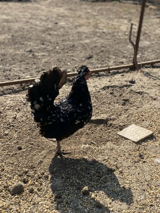 Vând ouă pentru incubat, găini americane