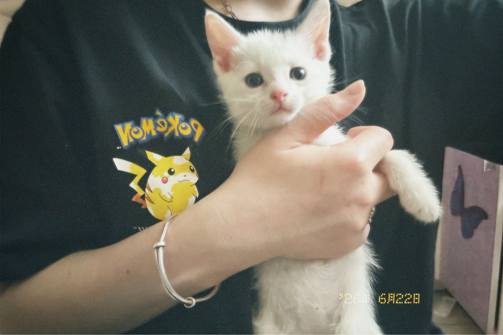 Белые котята месяца 4, еще не привит