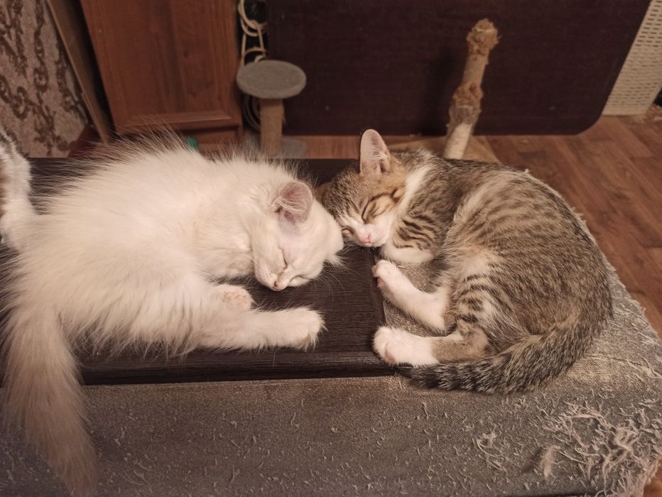 Отдам котят в добрые руки