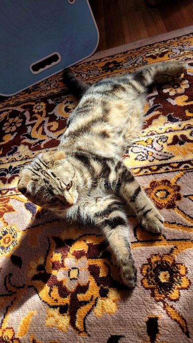 Scottish fold mushuk