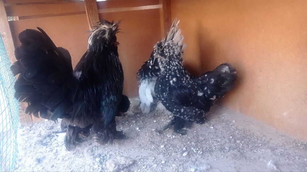 Корейский японлар сотилади 250.000 донаси