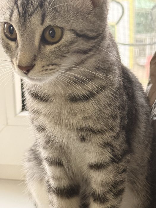 Кошка пародистый