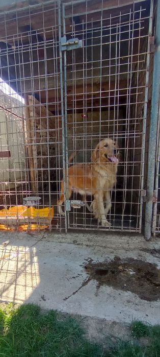 Femelă golden retriever