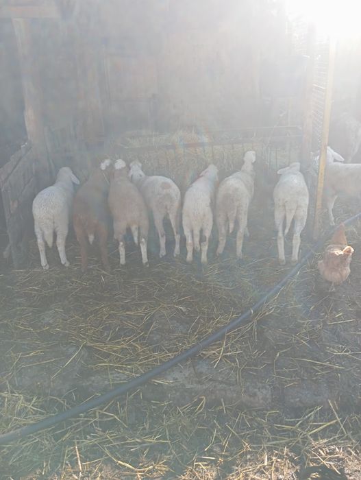 Продават се Агнета
