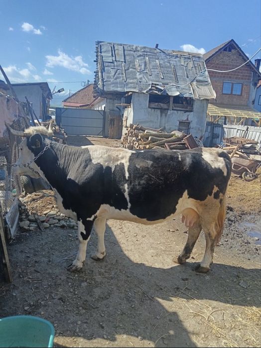 Vand vaca urgent!!