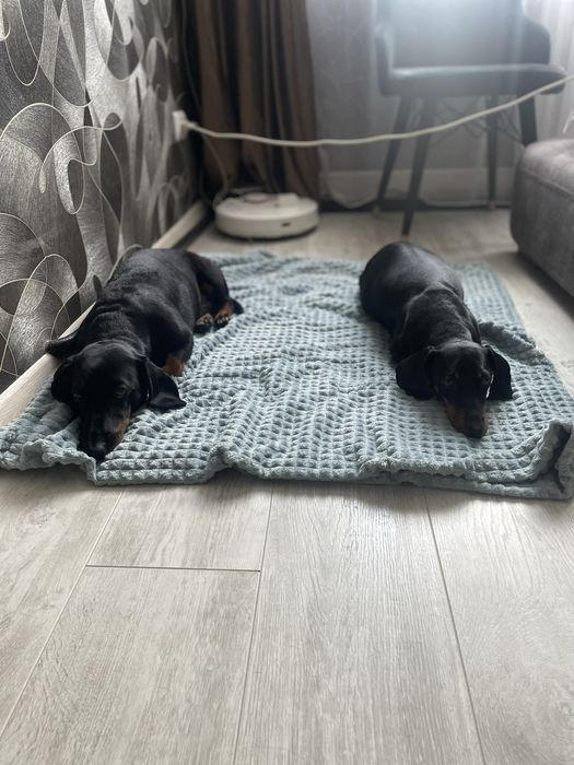 Щенки таксы чистокровные