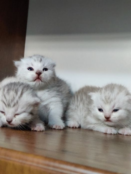 Шотландские вислоухие