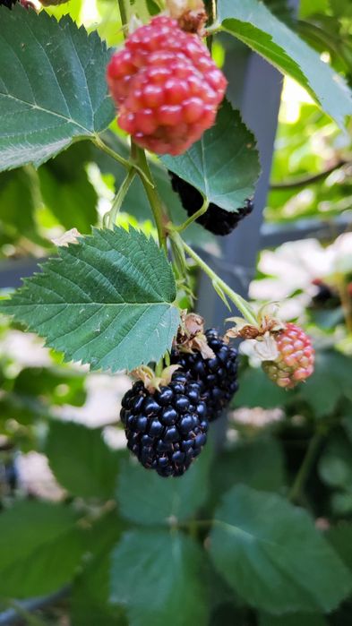 Саженцы Ежевики сорт "Натчес"